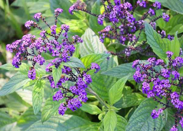 Verbena Lasiostachys