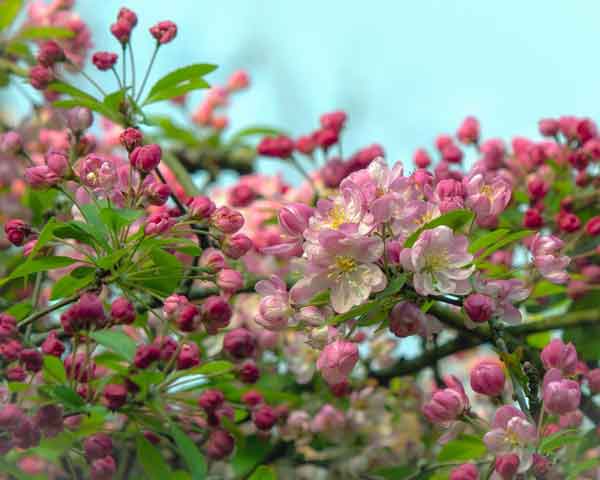 Crab apples bloom