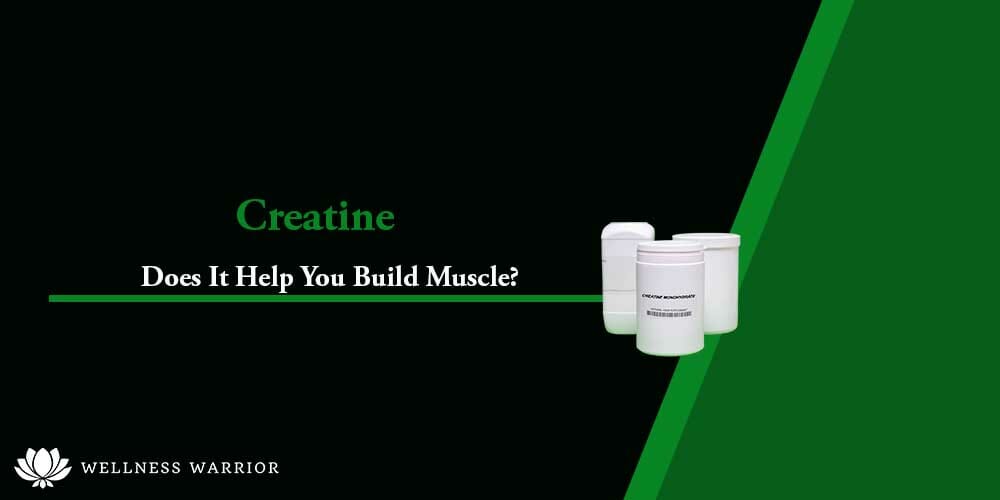 Does creatine help you build muscle?